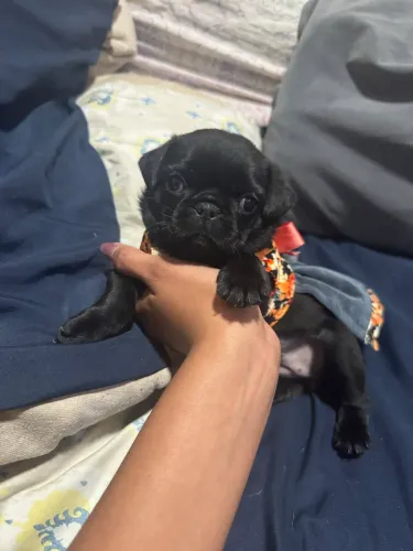 Vende - se filhotes Pug