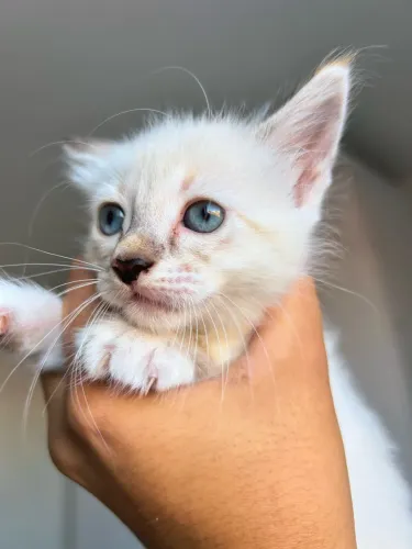 Filhote fêmea de gato para adoção