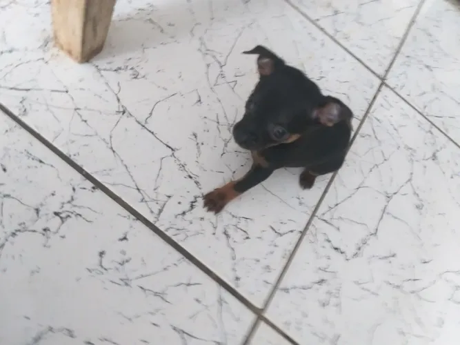 Vende se FILHOTE de pincher macho   55  dias   com  uma  vacina