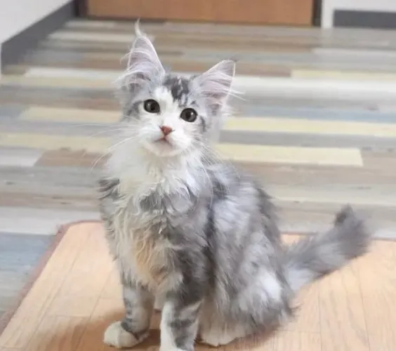 Filhotinhos de Maine coon/ lindos a pronta entrega/ vacina em dia 