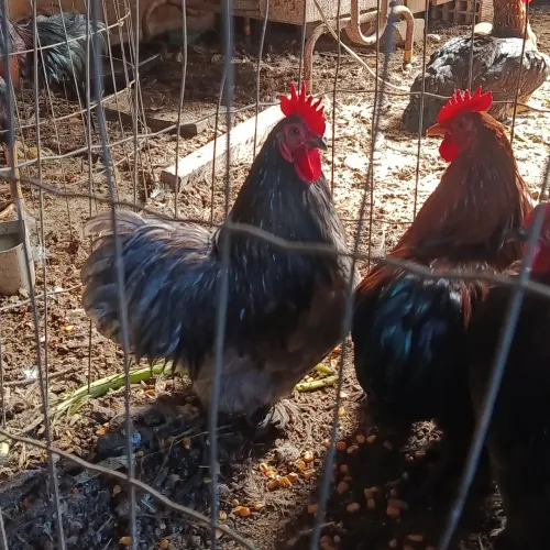 Galo mini cochin 