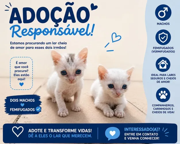 Doa se gatinhos machos 