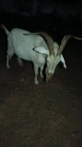 Bode raça saany troco