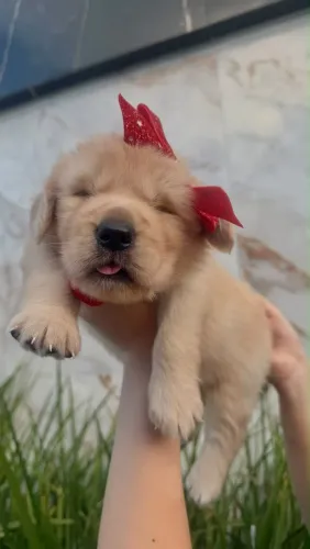 Promoção mês das crianças - Golden Retriever