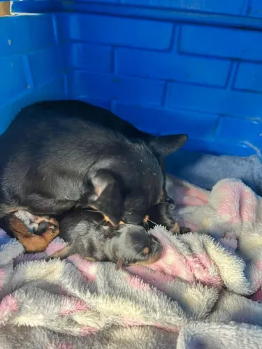 Mini pinscher 