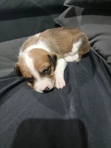 Adoção de cachorro