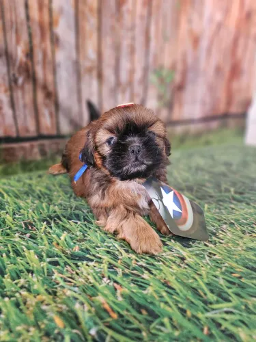 Shihtzu mini promoção machos