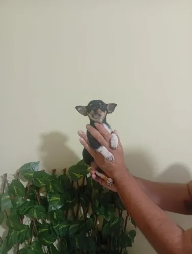 Lindo Pinscher Zero Macho de Porte Mini