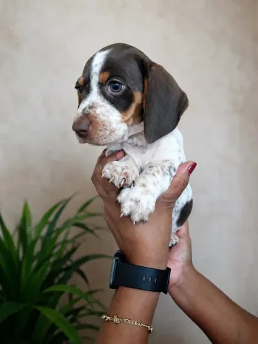 Filhote de Dachshund Piebald macho