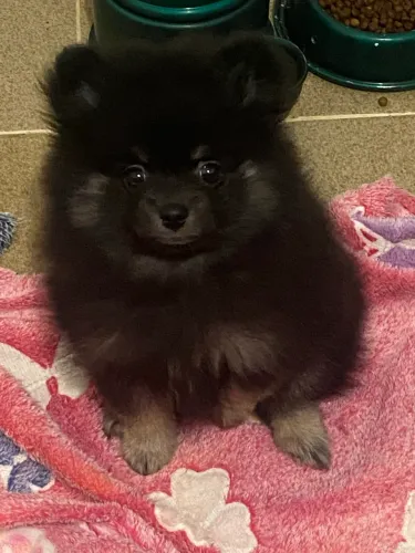 Vendo fêmea de spitz alemão