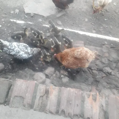 VENDO FILHOTES DE PATURI