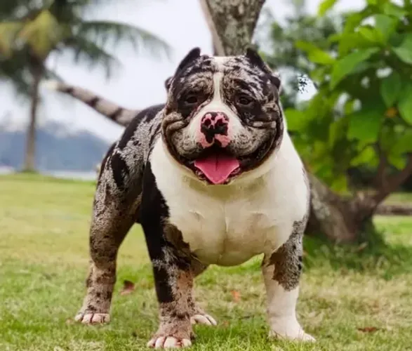 Busco Cobertura - American Bully Merle