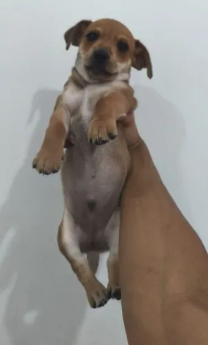 VENDO FILHOTE MACHO PINCHER COM SALSICHA