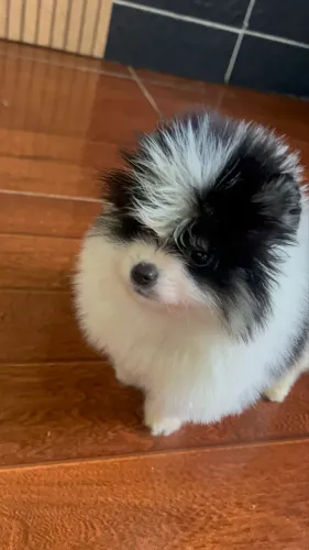 Lulu da Pomerania
