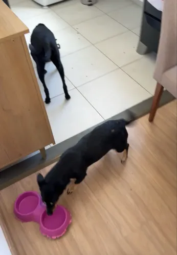 Doação de Pet