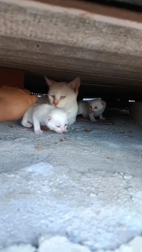 Gatos pra doacao filhotes
