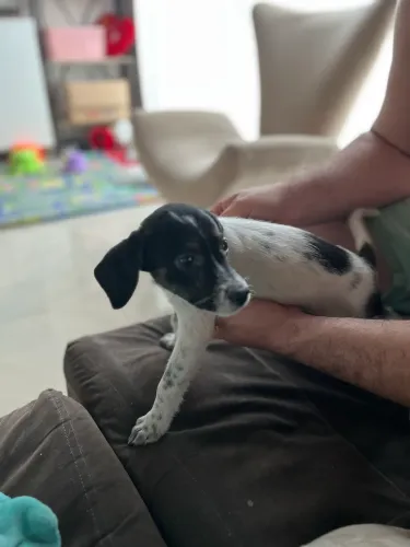 Doação filhote macho (vira-lata). 