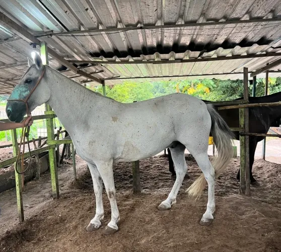Cavalo Mangalarga