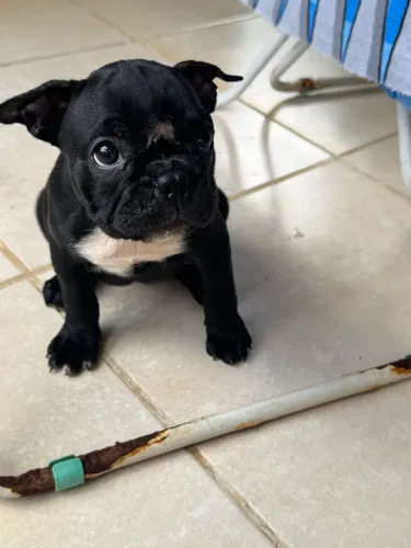Buldogue francês fêmea
