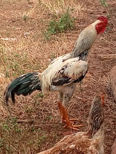 Galo