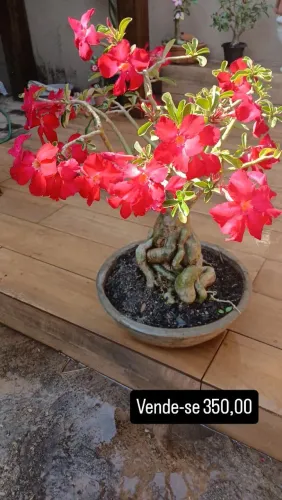 Vende se rosas do deserto