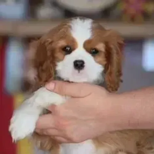 Cavalier King Charles Spaniel,Cavalier King Charles Spaniel Filhote Saudável Excelente Com