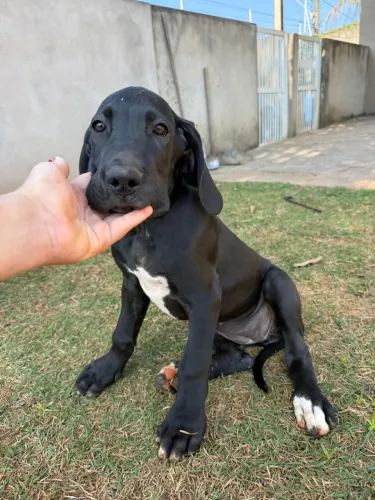 Filhote Dogue alemão