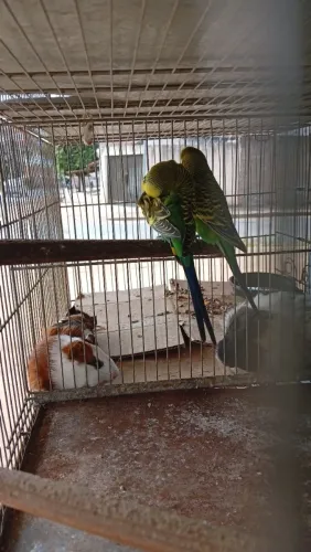 Ratinhos, calopsita, porquinho da índia, peixes betas