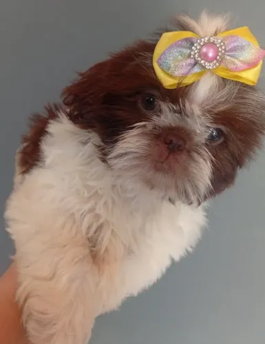 Shih Tzu chocolate fêmea e macho