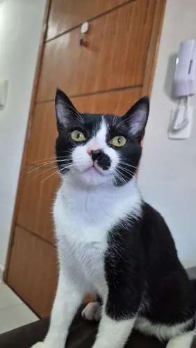 Gato para Doação