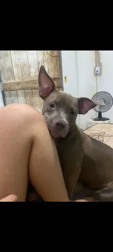 American bull 