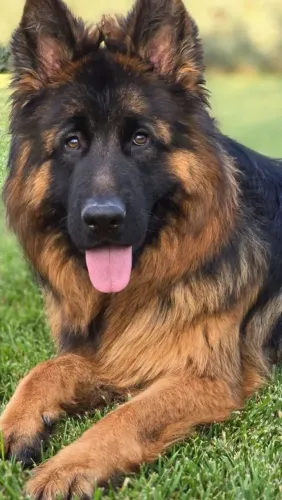 Pastor alemão capa preta cão de guarda e amoroso demais pppp