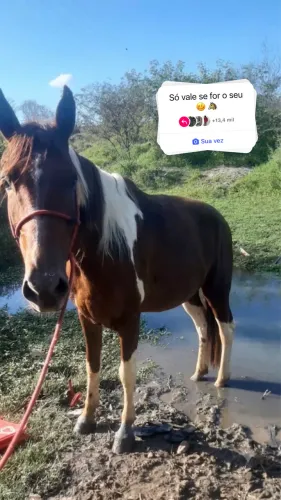 Vendo ou troco cavalo em Pc gamer