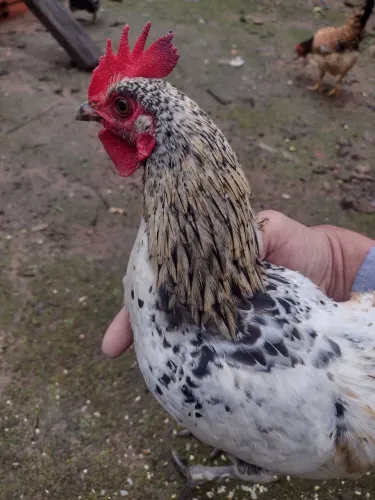 Garnizé