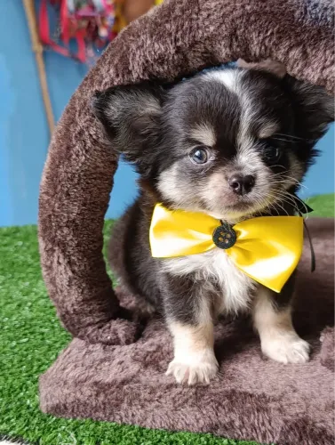 Chihuahuainha macho micro disponível $3.900,00