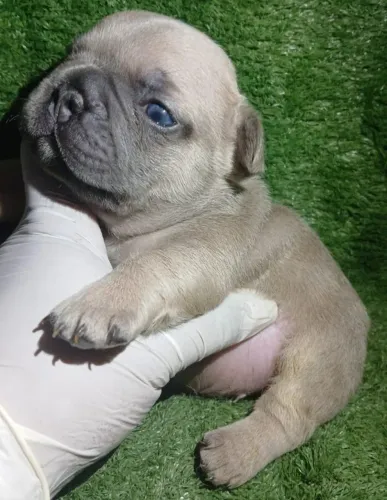 Um bebê para sua casa, Bulldogue francês