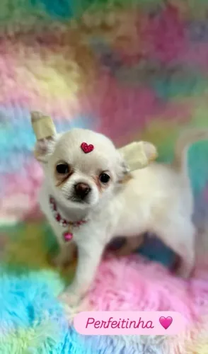 Chihuahua fêmea pelo longo filhote Á venda 