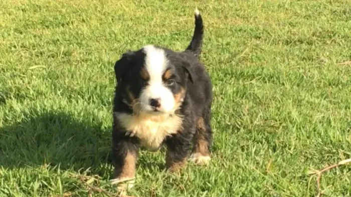 Bernese Mountaing Dog em mais alto padrão da raça