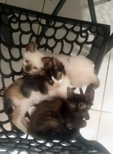 3 Gatinhas para adoção