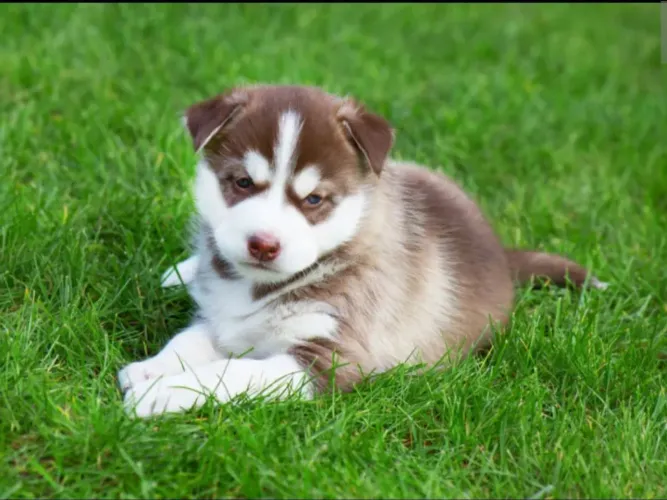 Husky siberiano