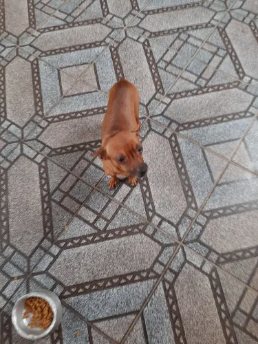 Pinscher 