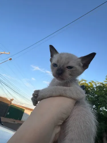 DOAÇÃO GATINHO FILHOTE