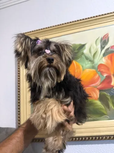 Linda fêmea de yorkshire com 1 ano 