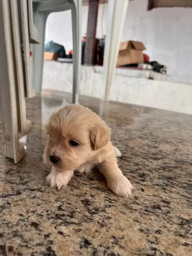 Vendo filhotes de cachorro