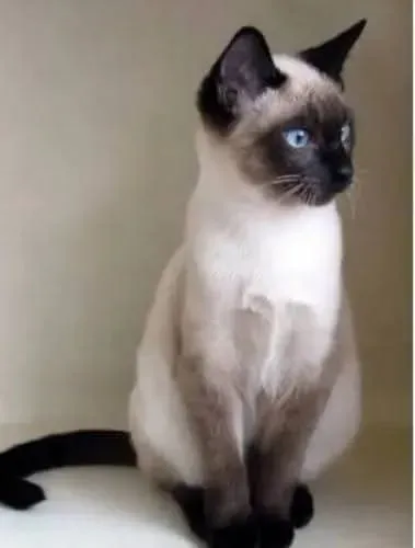 Doação de gatinha siamesa castrada