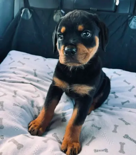 Rottweiler Filhotinho que faz qualquer um parar para olhar