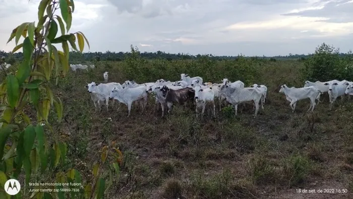 450 hectares a 180km de Belém por R$45 mil o alqueire