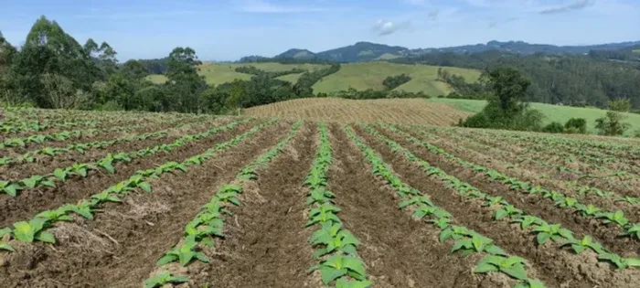 imovel, sitio, fazenda