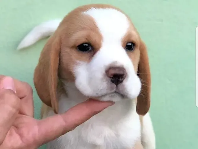 Beagle 13 polegadas, bicolor e tricolor, com suporte veterinário gratuito!