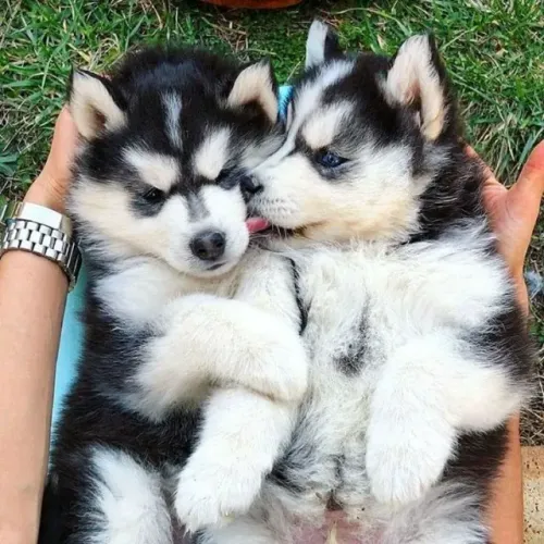 Husky Siberiano Pagamento Facilitado